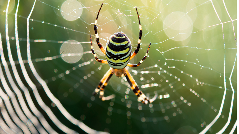 A wasp spider in its web inside Sierra Mariola Natural Park in Bocairent, Valencian Community, Spain.