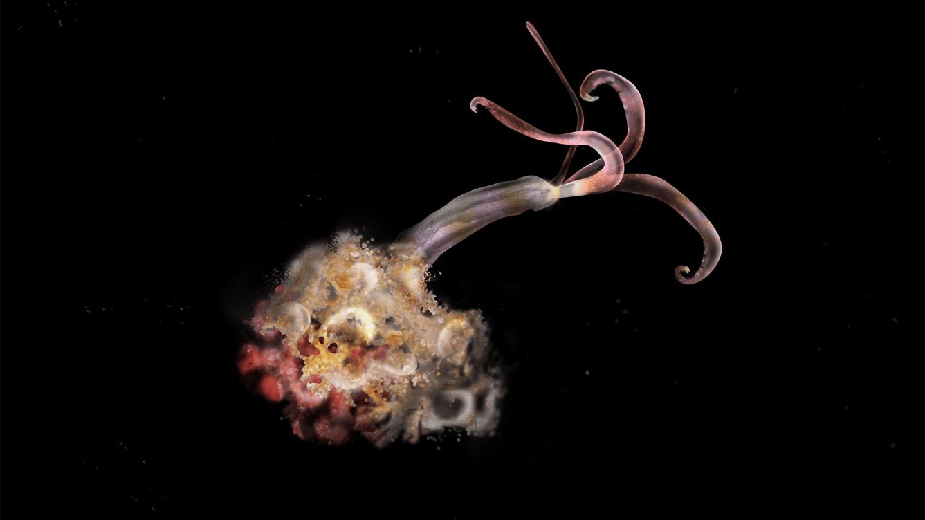 Zombie worms have gone missing | Popular Science