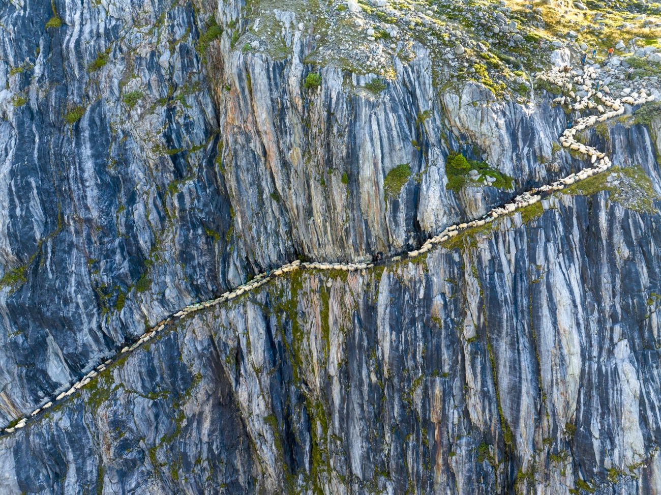 sheep on the edge of a mountain face