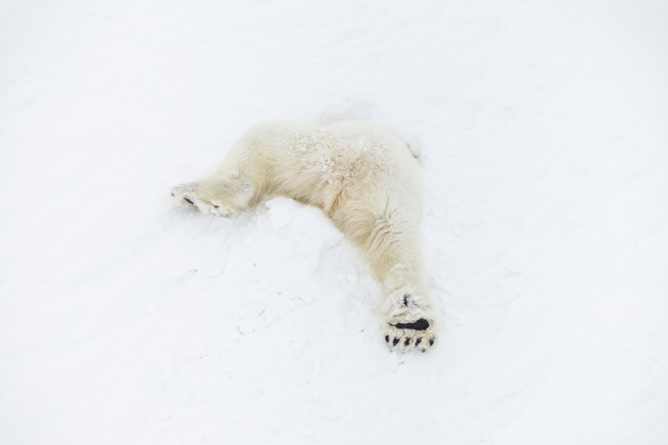 a polar bear's back legs stick out from a pile of snow