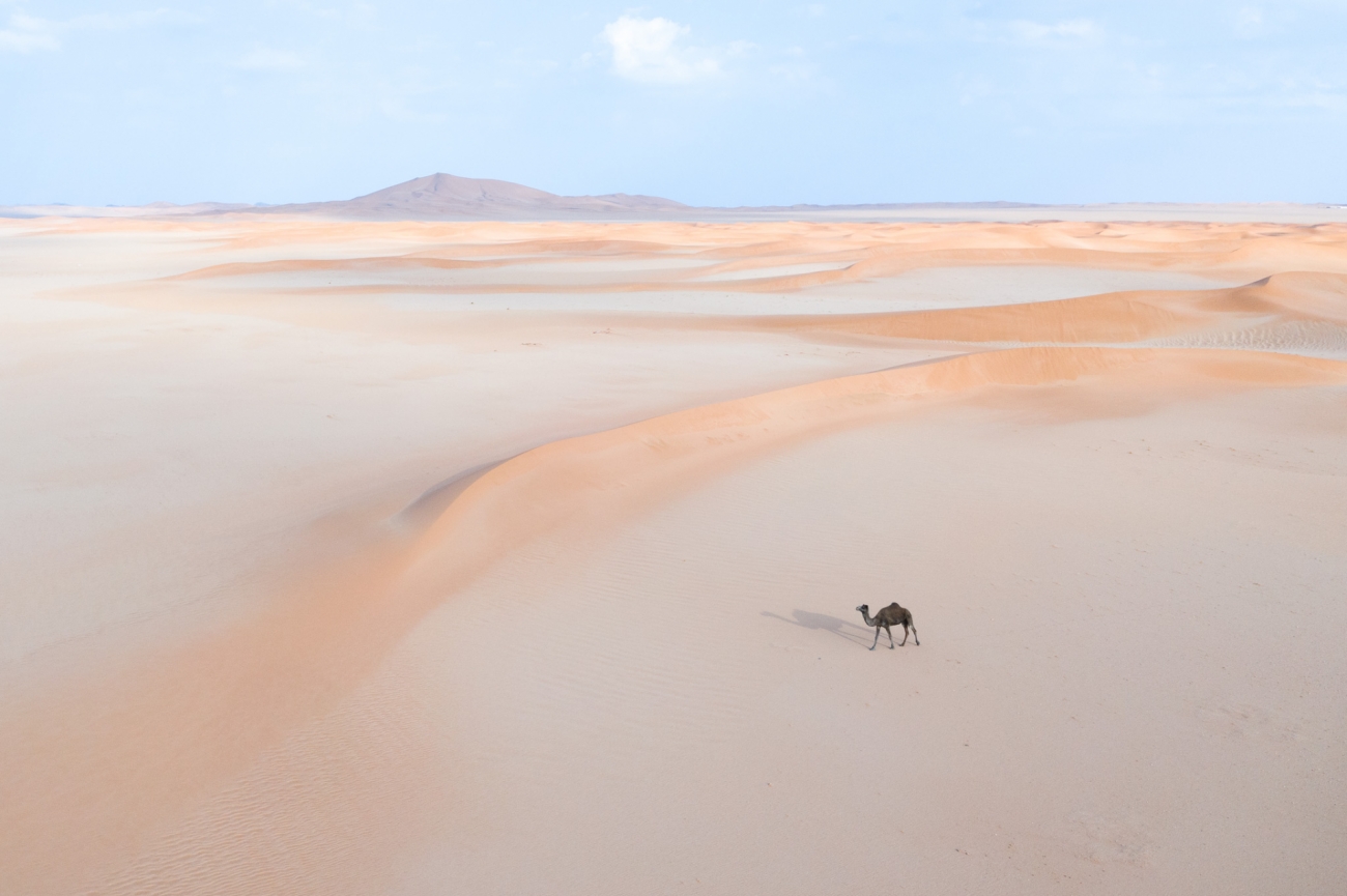a lone camel in the sand