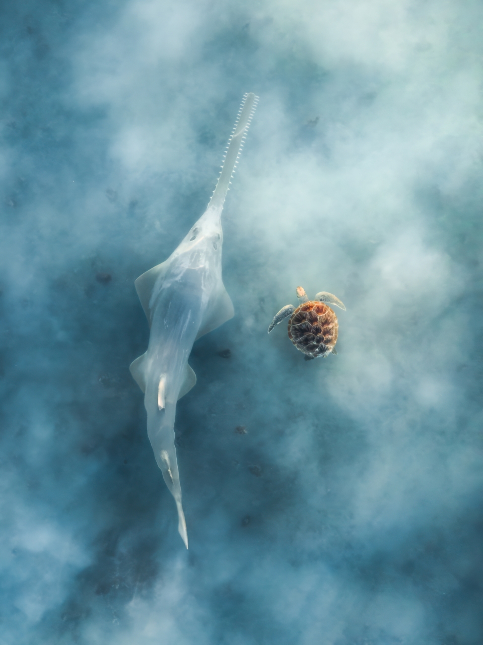 a sea turtle and sawfish swim next to each other in cloudy water