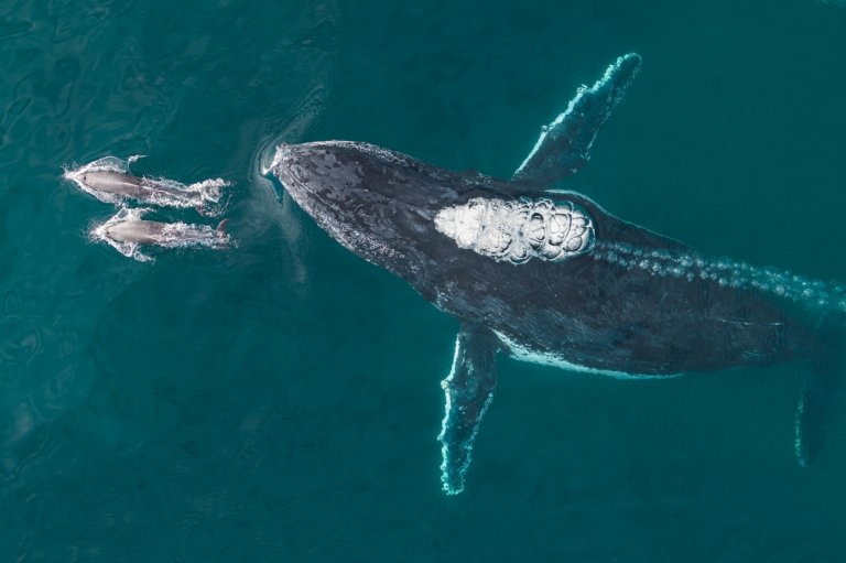 a humpback whale follows two dolphins