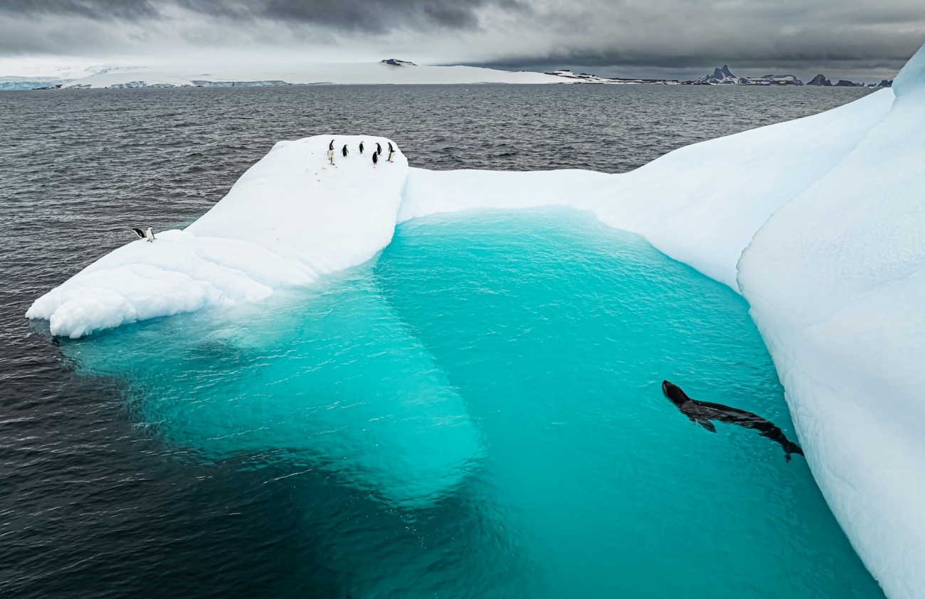 an icy scene: penguins stand on the ice while a seal swims in clear waters below