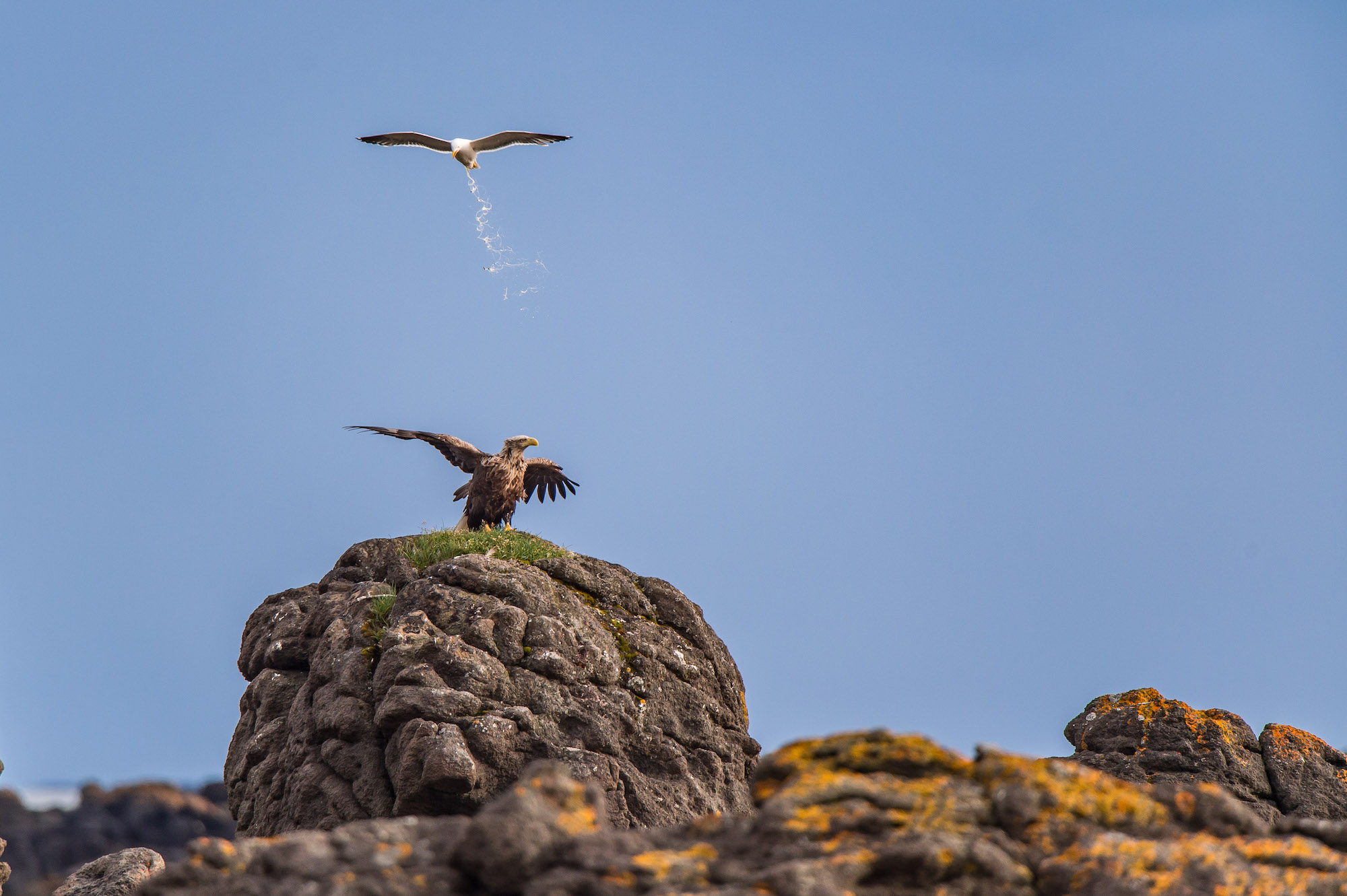 Comedy Wildlife Photography Awards 2025 Antoine Reser Bonn France Title: Territorial Defense Operation Description: Rest day in Iceland after a five-week scientific field session in Greenland. A white-tailed eagle was being chased by a Dutchman! Animal: White-tailed eagle and Gooland Location: North-west Iceland.