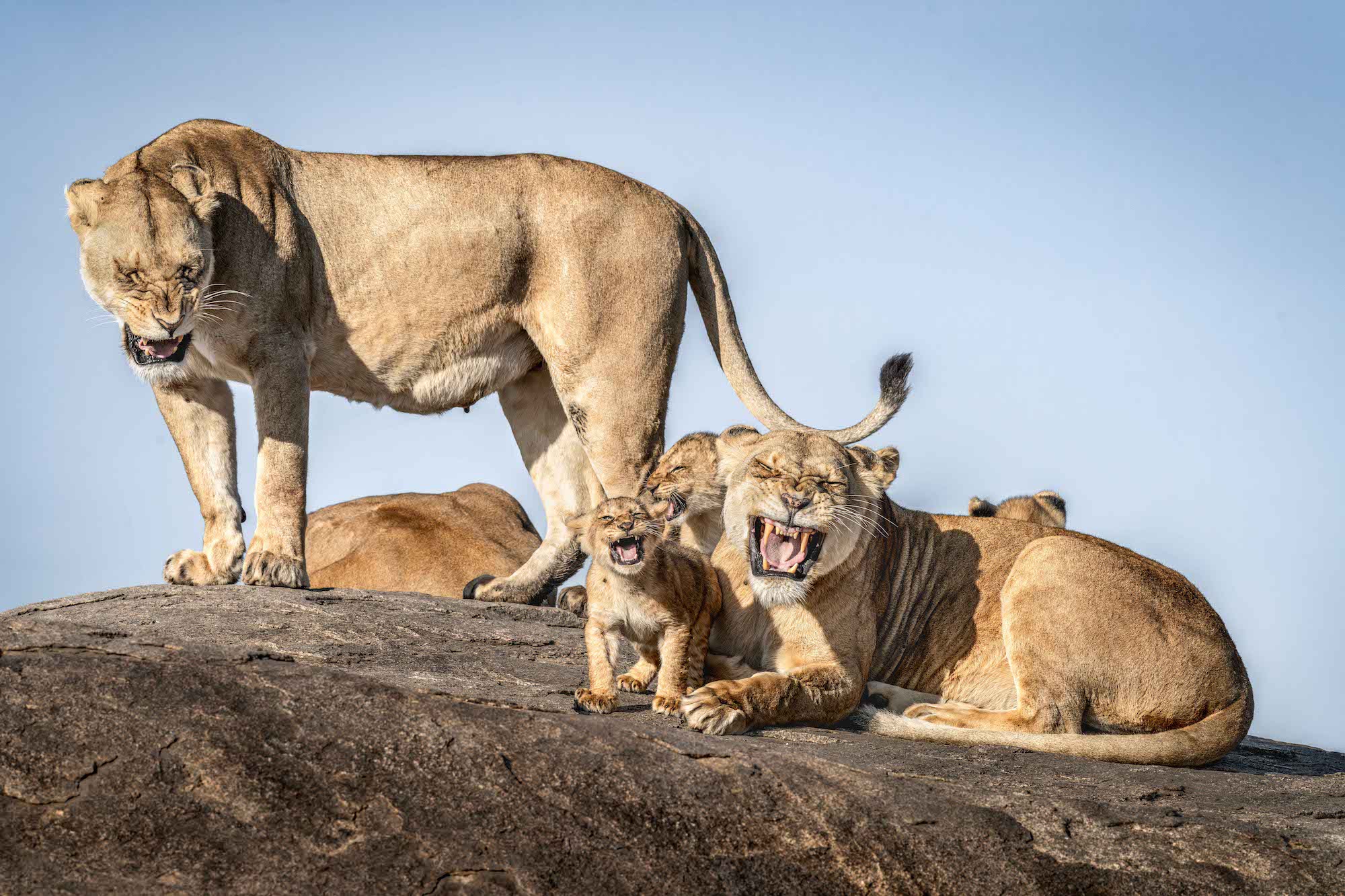 The Comedy Wildlife Photography Awards 2025 Bret Saalwaechter Tracy United States Title: I Just Can’t Wait To Be King Description: While photographing a pride of lions in the Serengeti, I watched as a group of cubs channeled their innter toddler tantrum, relentlessly demanding milk and attention from their mother, much to the exasperation of the adult lions. Life in the dry season is no picnic—lions are anxiously waiting for the Great Migration and the feast it promises—but it makes for some incredible wildlife behavior and these cubs were the stars of the show. For over an hour, they followed their mother around a famous Serengeti kopje—those iconic rocky outcrops that dot the landscape—alternating between trying to suckle and play. Each time the mother, already in a foul mood from the …
![The Comedy Wildlife Photography Awards 2025 Bret Saalwaechter Tracy United States Title: I Just Can’t Wait To Be King Description: While photographing a pride of lions in the Serengeti, I watched as a group of cubs channeled their innter toddler tantrum, relentlessly demanding milk and attention from their mother, much to the exasperation of the adult lions. Life in the dry season is no picnic—lions are anxiously waiting for the Great Migration and the feast it promises—but it makes for some incredible wildlife behavior and these cubs were the stars of the show. For over an hour, they followed their mother around a famous Serengeti kopje—those iconic rocky outcrops that dot the landscape—alternating between trying to suckle and play. Each time the mother, already in a foul mood from the sweltering heat, would give a quick roar of disapproval and escape the circus. But the cubs, like any persistent little ones, would chase her down, nipping at her and yelping for more attention. This back-and-forth drama played out again and again, until I captured the perfect moment: the entire pride, in perfect unison, seemed to say, “Not this again!” Animal: Lion Location of shot: Serengeti National Park, Tanzania