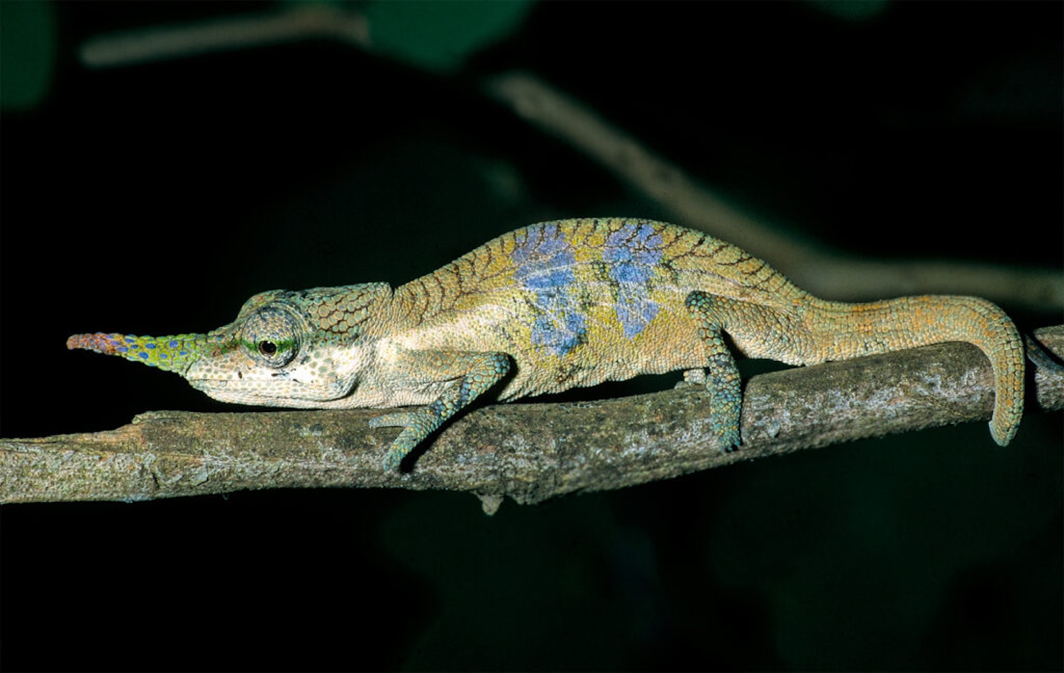 Males of the new chameleon species Calumma pinocchio have a smooth-edged nasal appendage. Credit: Frank Glaw (ZSM/SNSB)