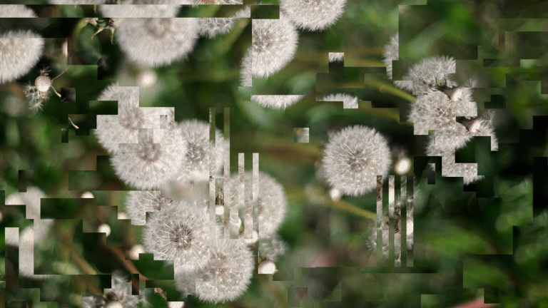 A close-up photo of some dandelions, but the image is slightly distorted by digital artefacts.