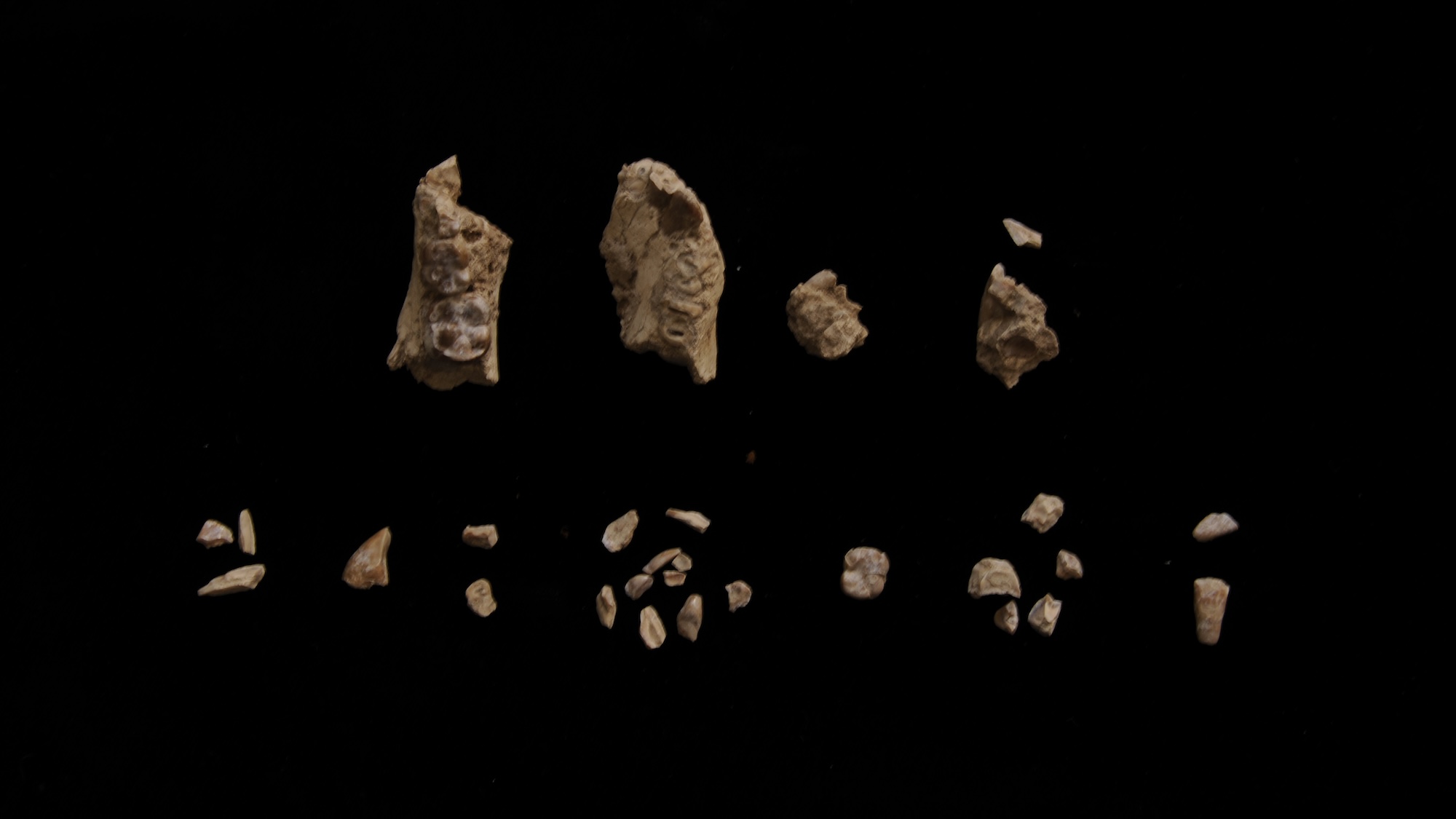 Fragments of BRT-VP-2/135 before assembly. The specimen was found in 29 pieces of which 27 of them were recovered by sifting and picking the sifted dirt.