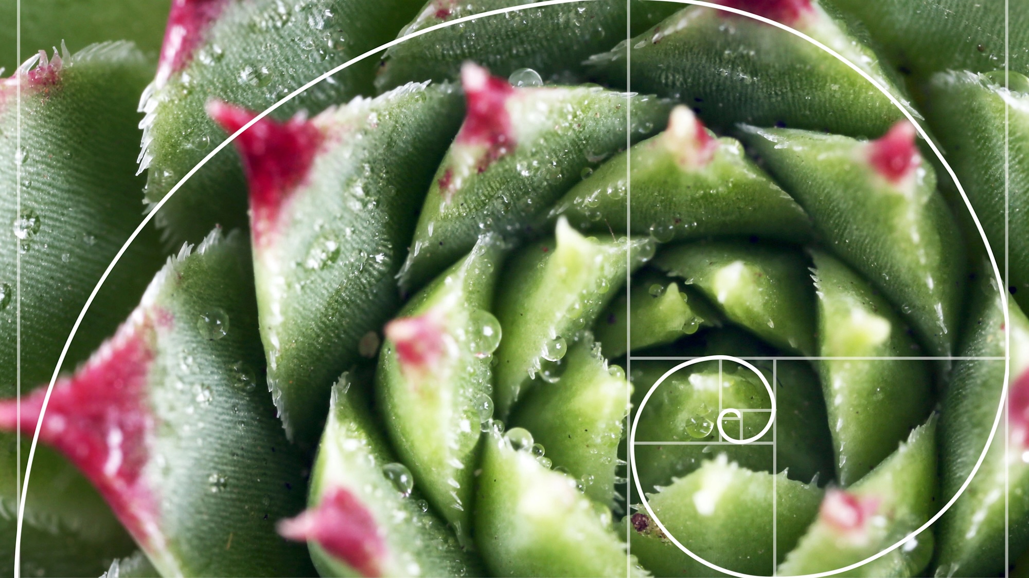 Fibonacci spiral overlaid on cactus blossom