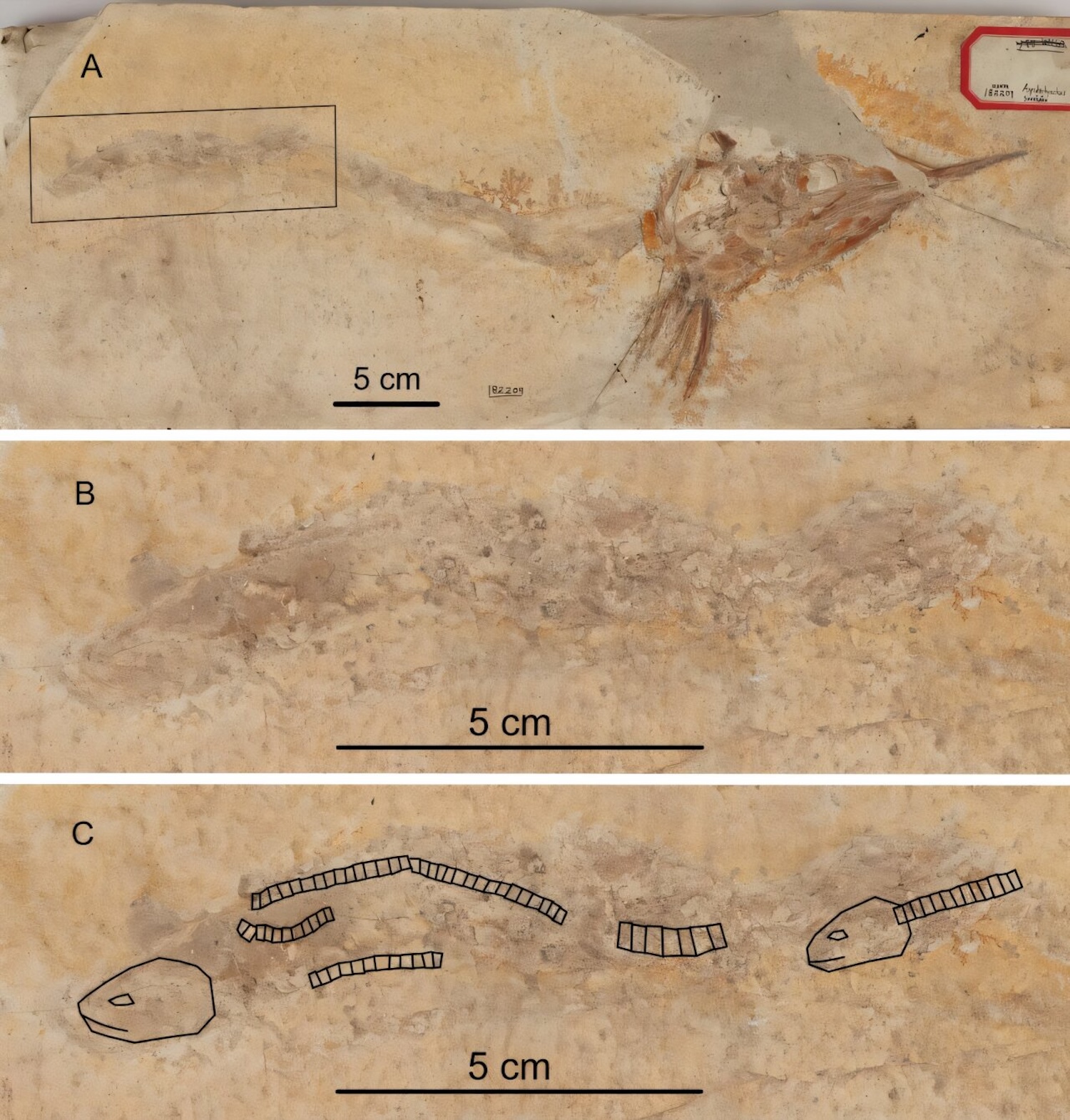 Skull with attached gut of Aspidorhynchus acutirostris (USNM PAL 182209) from 'Solnhofen,' Bavaria, Germany, showing multiple fragments of prey fishes in the stomach, as seen in A (complete specimen), B (enlargement of prey fishes), and C (enlargement with sketch showing at least five fish remains). Credit: Photo in A composed from two photos by M. Miller in Ebert and Kölbl-Ebert.