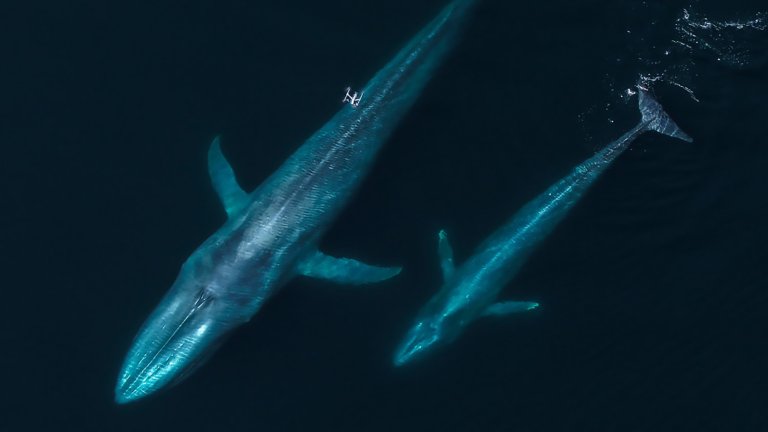 An aerial view, taken from a drone, shows two enormous blue whales swimming just below the surface of dark blue ocean water. The whale on the left appears larger, and its skin texture and shape are clearly visible under the water.