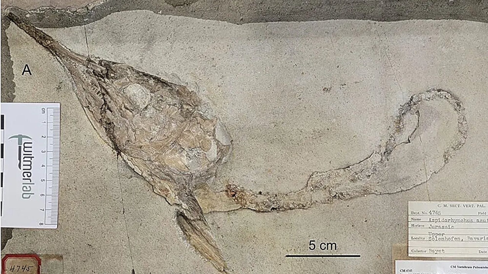 Decapitated fish fossils depict Late Jurassic food chain