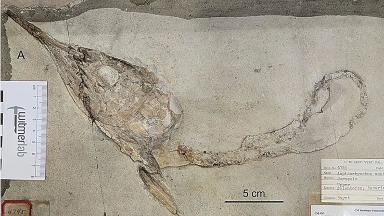 Fossilized fish skull attached to fossilized digestive tract