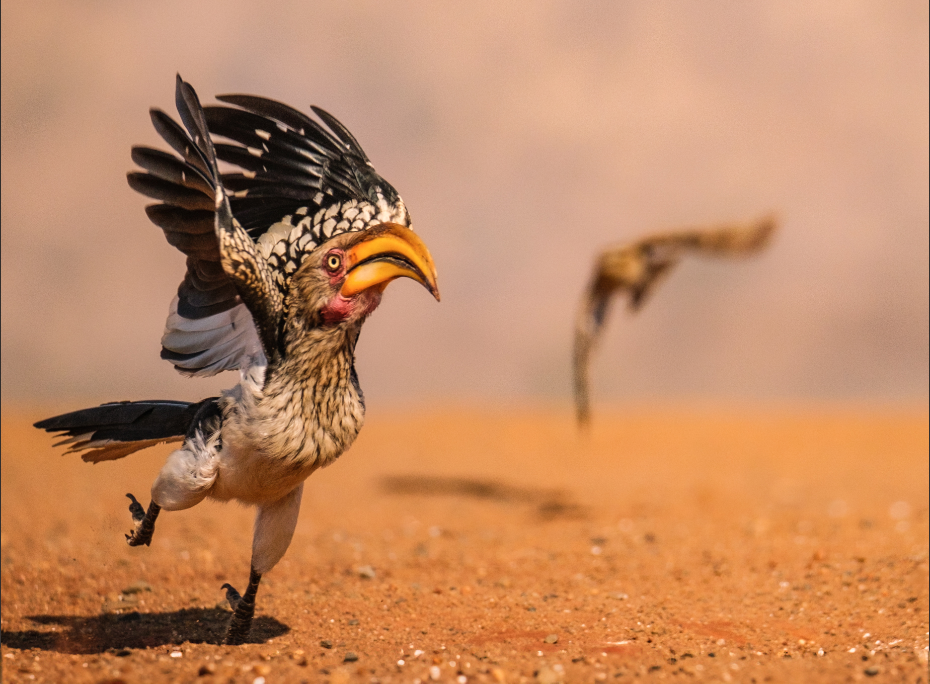Comedy Wildlife Photography Awards 2025 Geoff Martin Little Bookham UK Title: Hornbill in a Hurry Description: This hornbill was spooked by an approaching tawny eagle and decided it was probably wise to leave quickly. His clumsy exit was captured in a series of stills, but this one for me perfectly captured the hornbill's panic at that moment. The hornbill escaped safely, although I doubt the tawny eagle was seriously interested in grabbing the hornbill's beak anyway. Animal: Southern yellow-billed hornbill. Location: KwaZulu-Natal, South Africa.