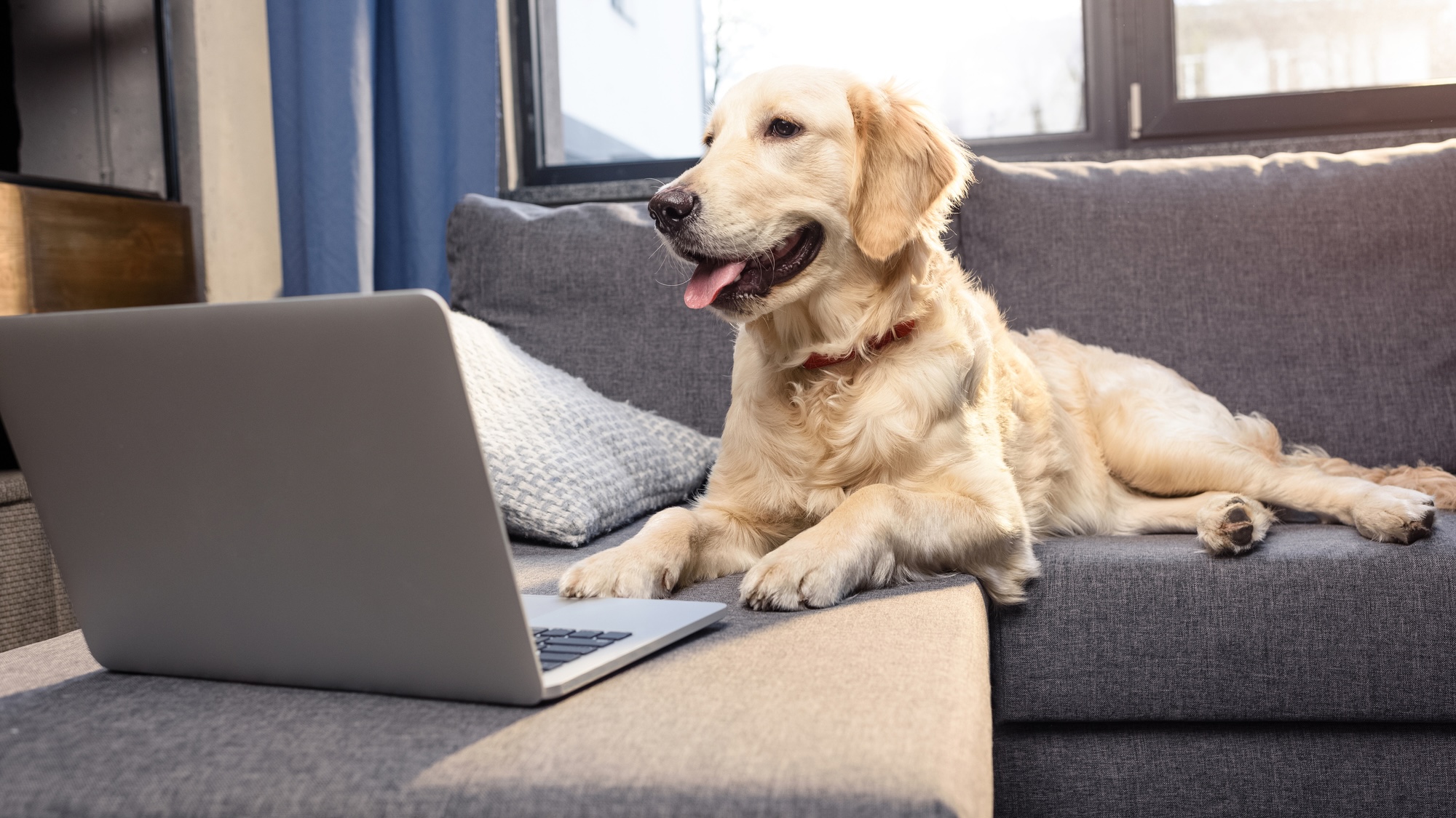 Golden retriever sitting on couch in front of laptop