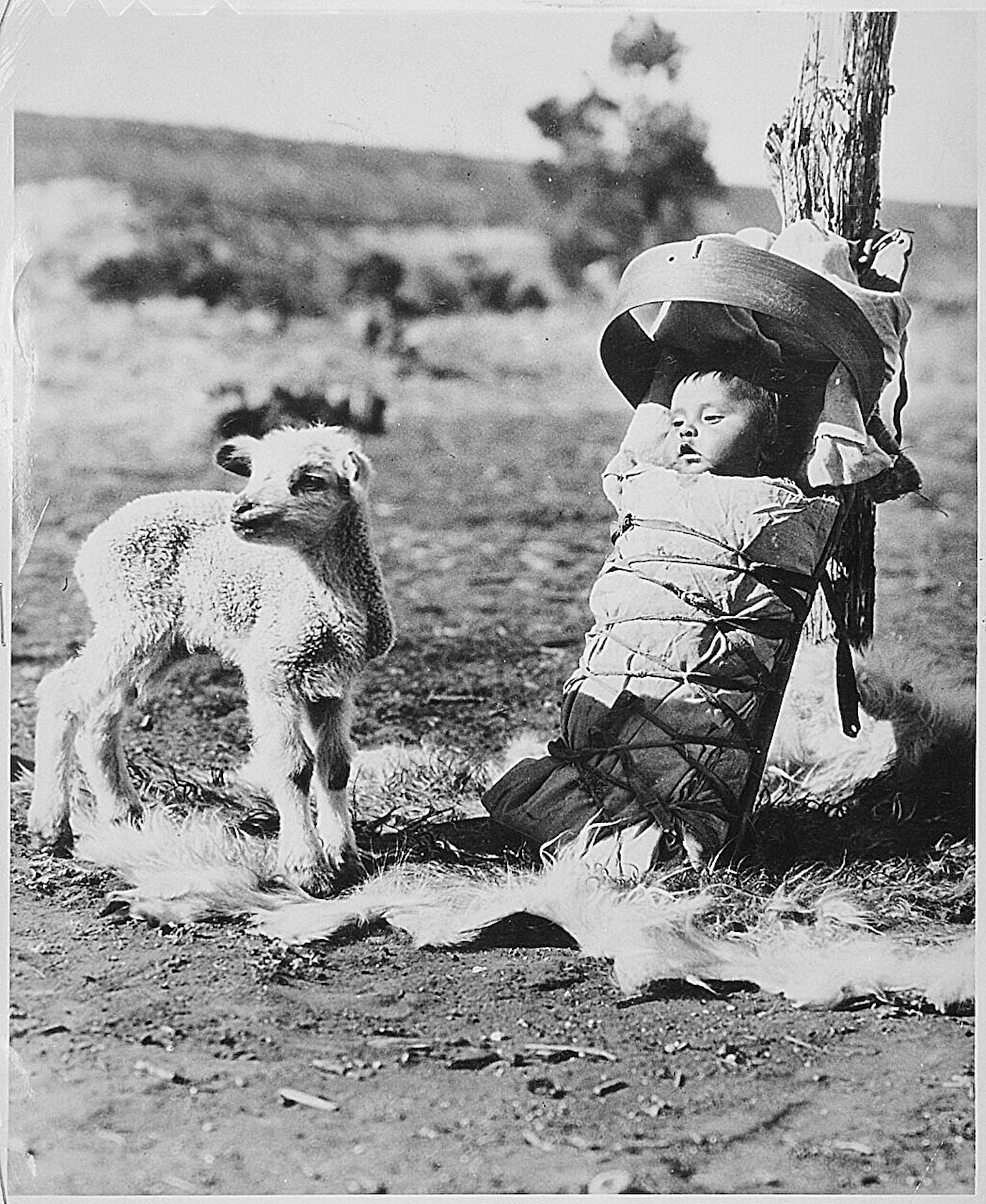 A Diné (Navajo) baby on a cradleboard with a lamb approaching, Window Rock, Arizona, 1936. Credit: H. Armstrong Roberts, from the U.S. National Archives