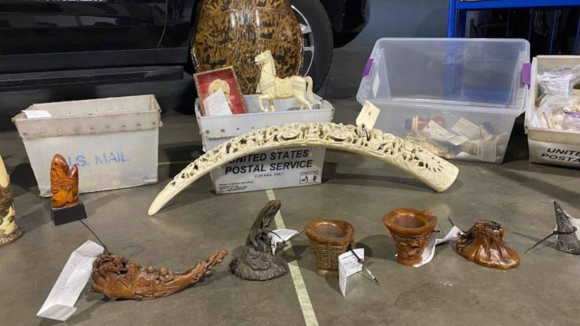 Endangered rhino horns and elephant tusks seized in California image