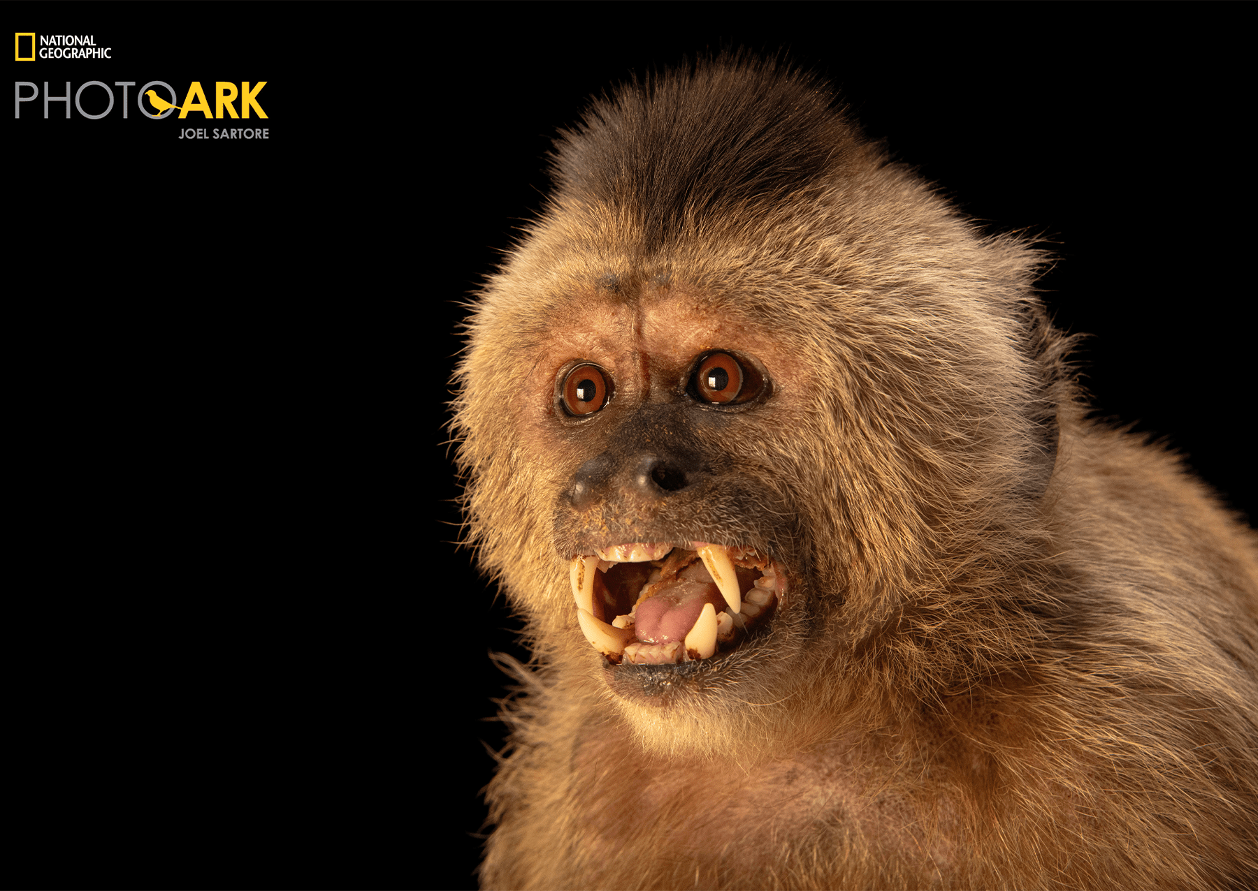 a small monkey called a capuchin with its mouth open