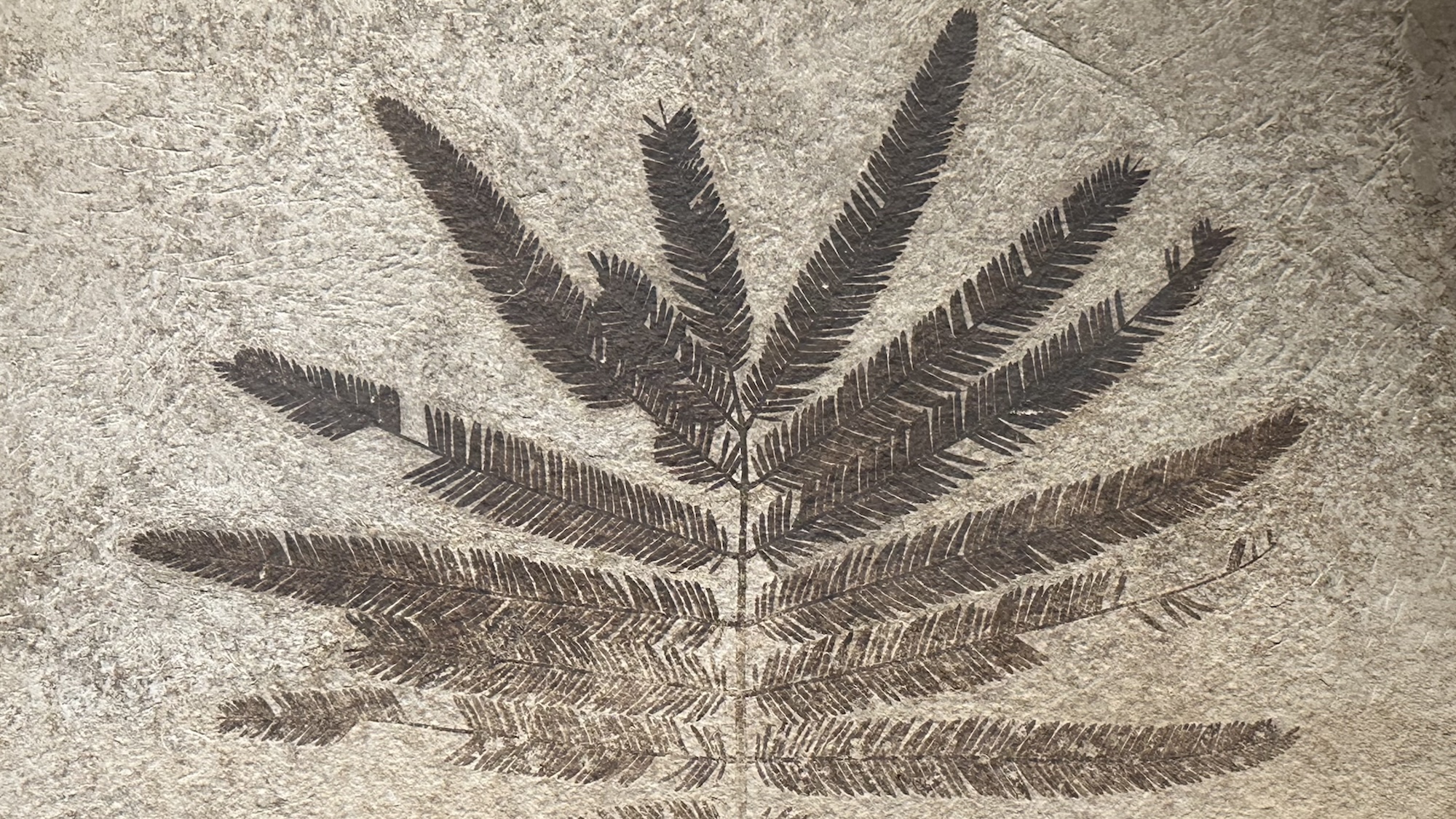 Legume leaf fossil