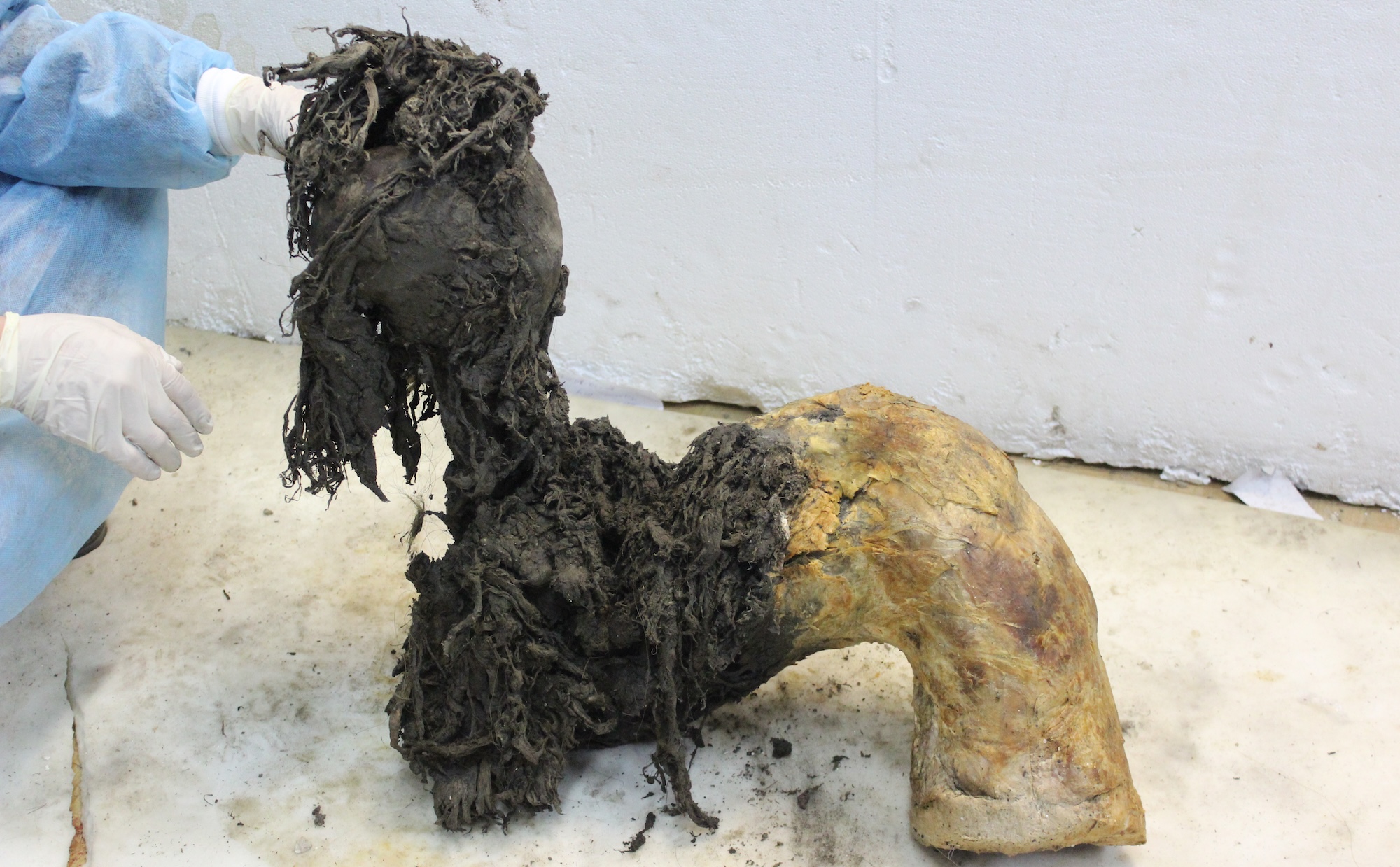 One of Yuka’s legs, illustrating the exceptional preservation of the lower part of the leg after the skin had been removed, which enabled recovery of ancient RNA molecules. Credit: Valeri Plotnikov