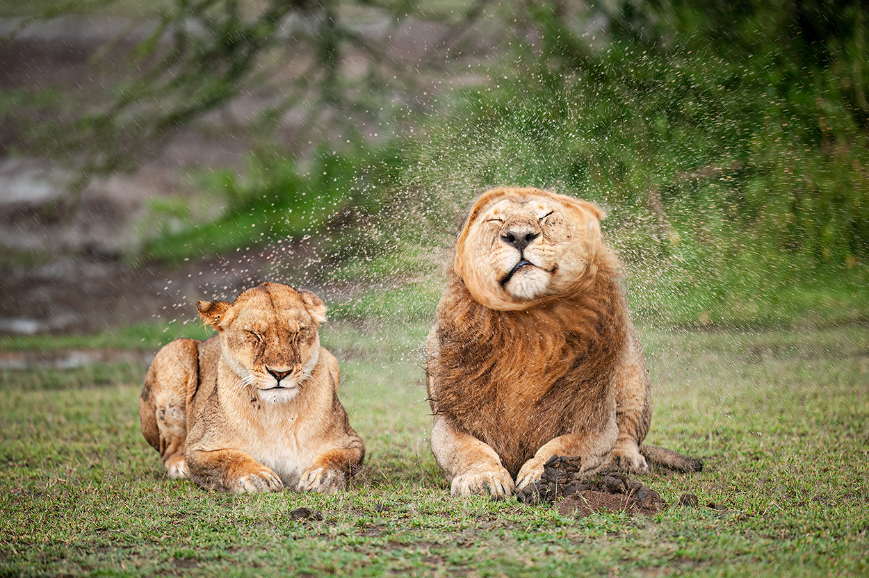 Comedy Wildlife Photography Awards 2025 Massimo FELICI Rieti Italy Title: Honey, please stop! Description: During heavy rain, the male shakes his mane several times, irritating his partner. Animal: Lions Location: Tanzania, Serengeti.