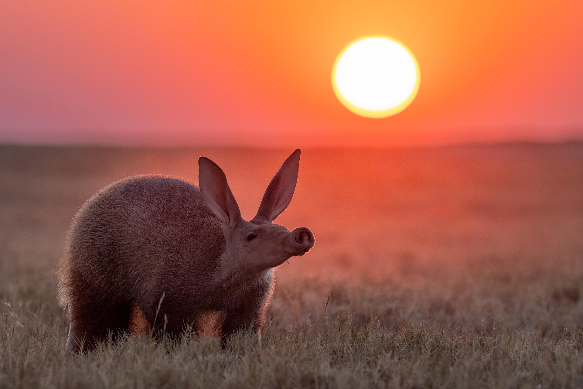an aardvark in front of a sunset in brown grass