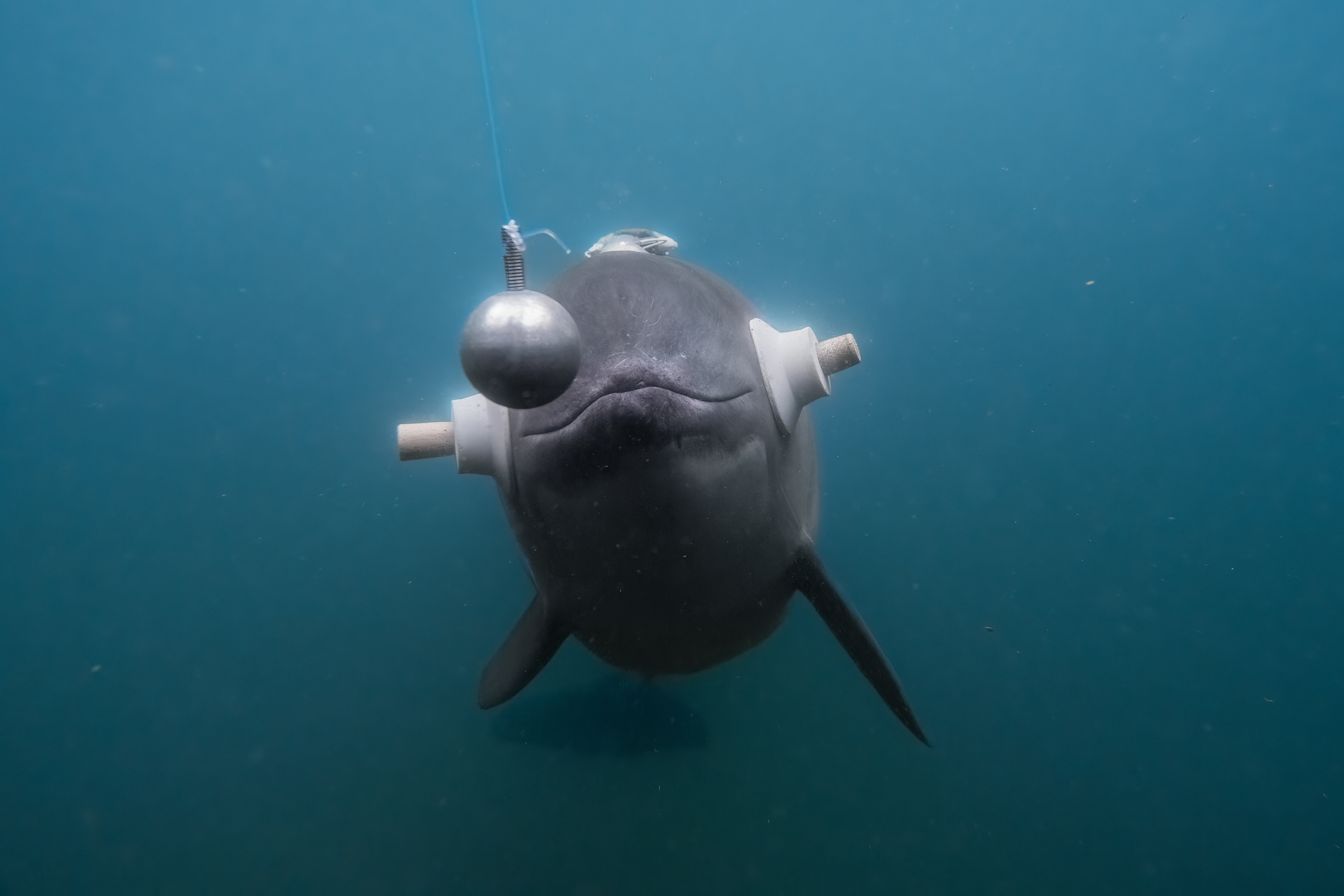 -a dolphin wearing a device on the side of its head