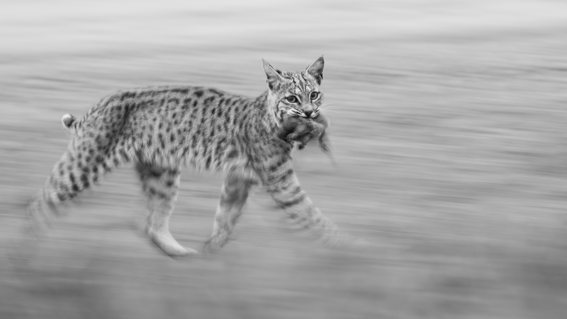 a bobcat carries a small animal in its mouth