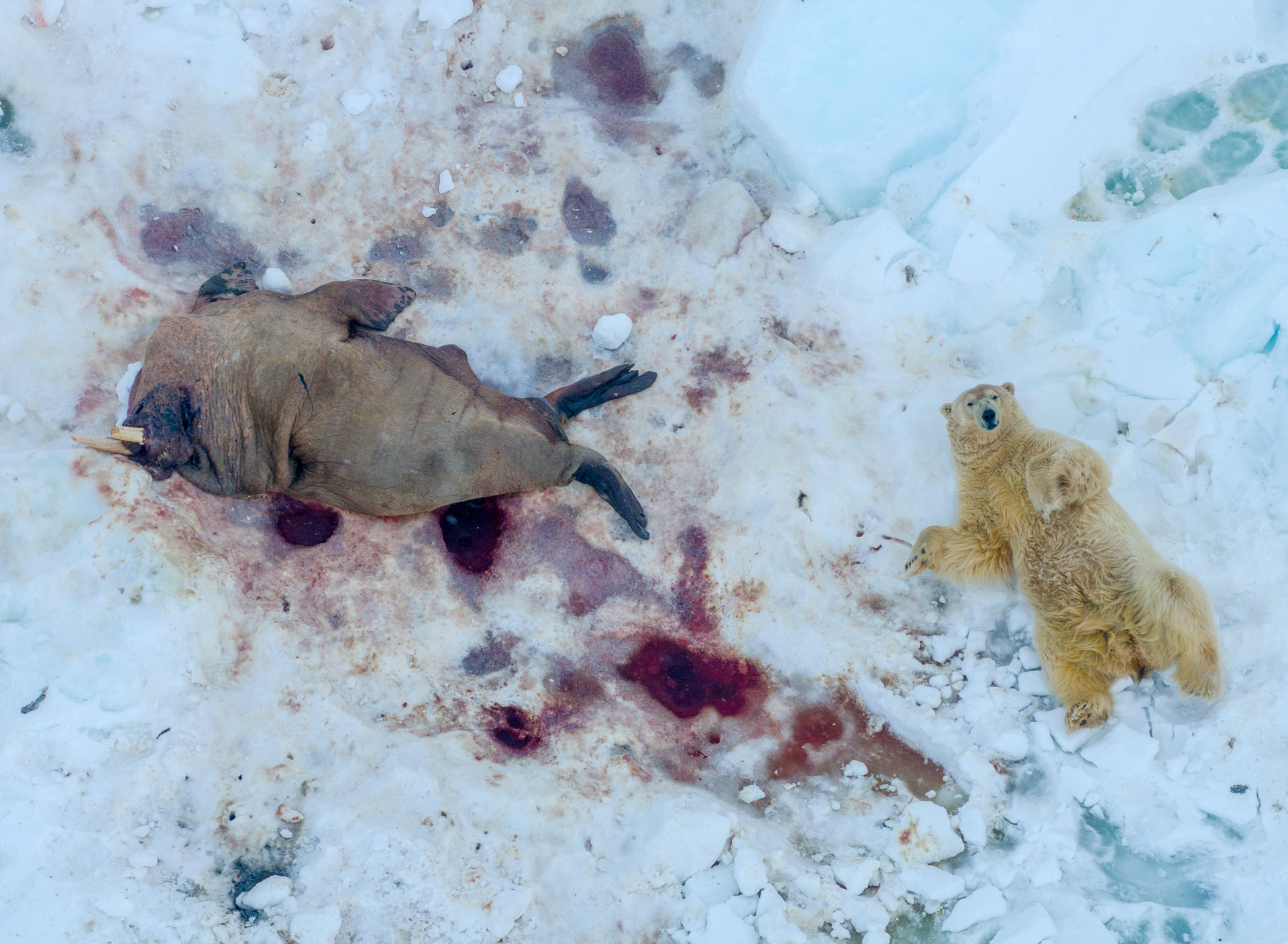 a polar bear lays next to a bloodied walrus on the snow