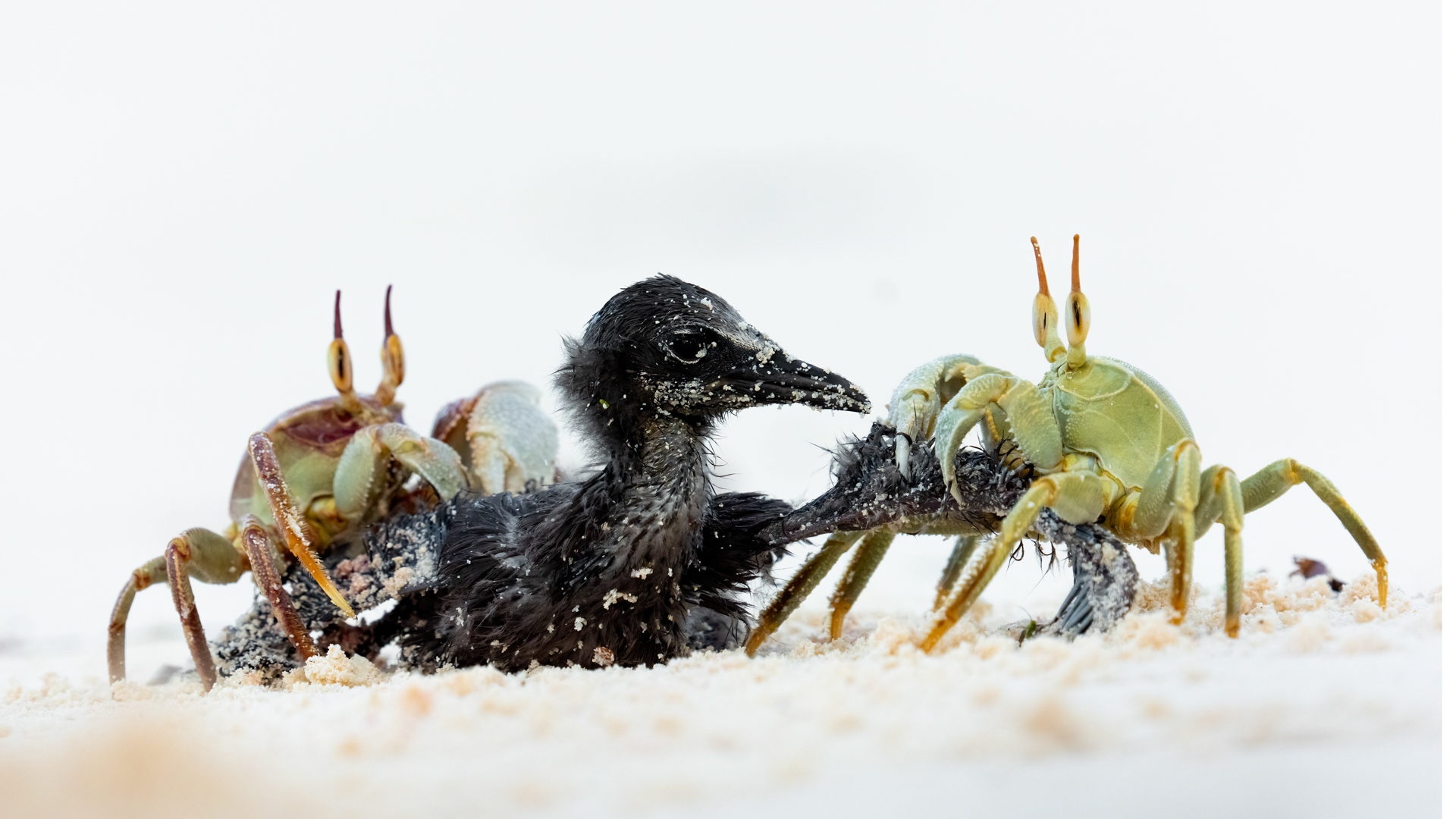 -two crabs surround a baby bird
