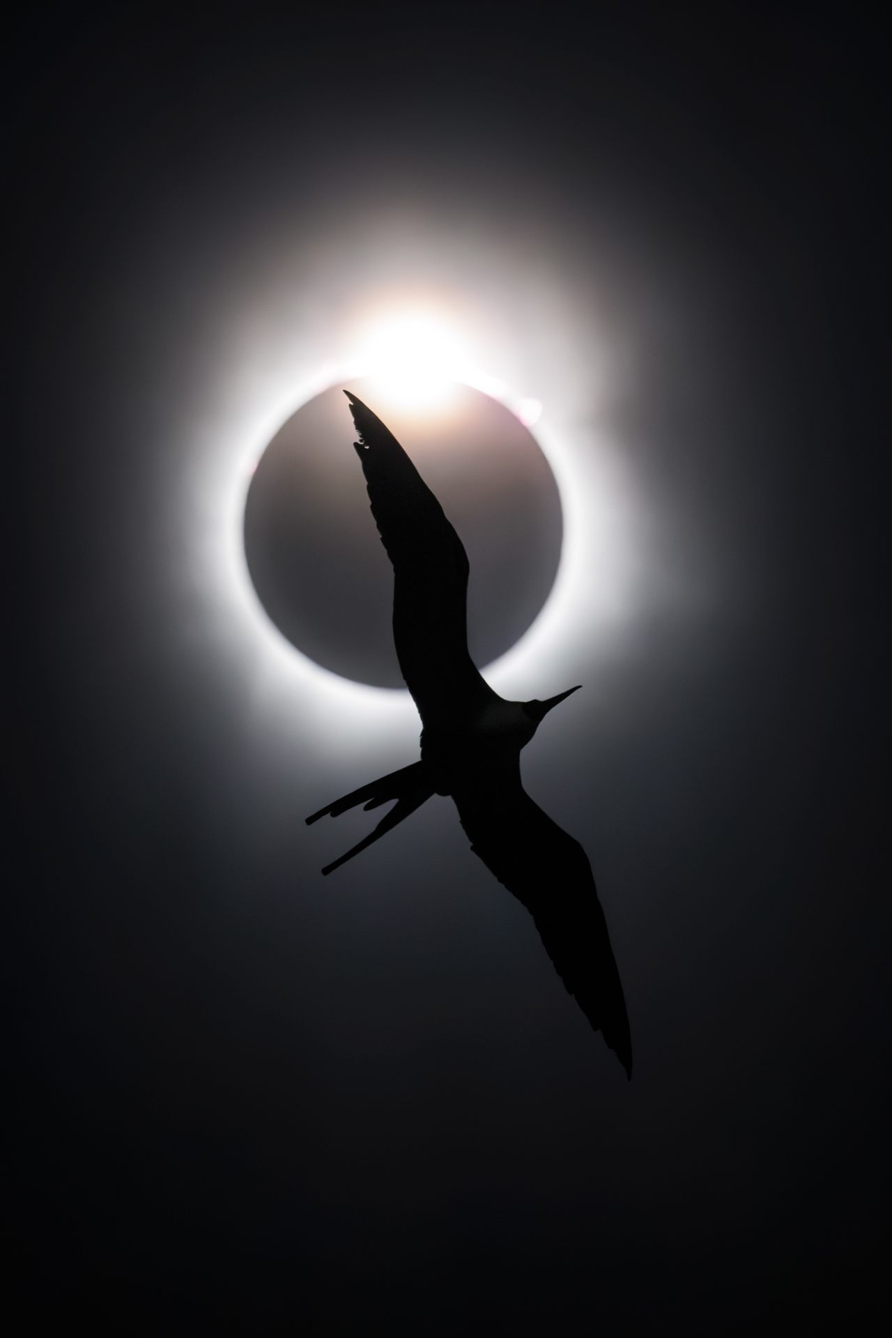 the silouhette of a bird against an eclipse