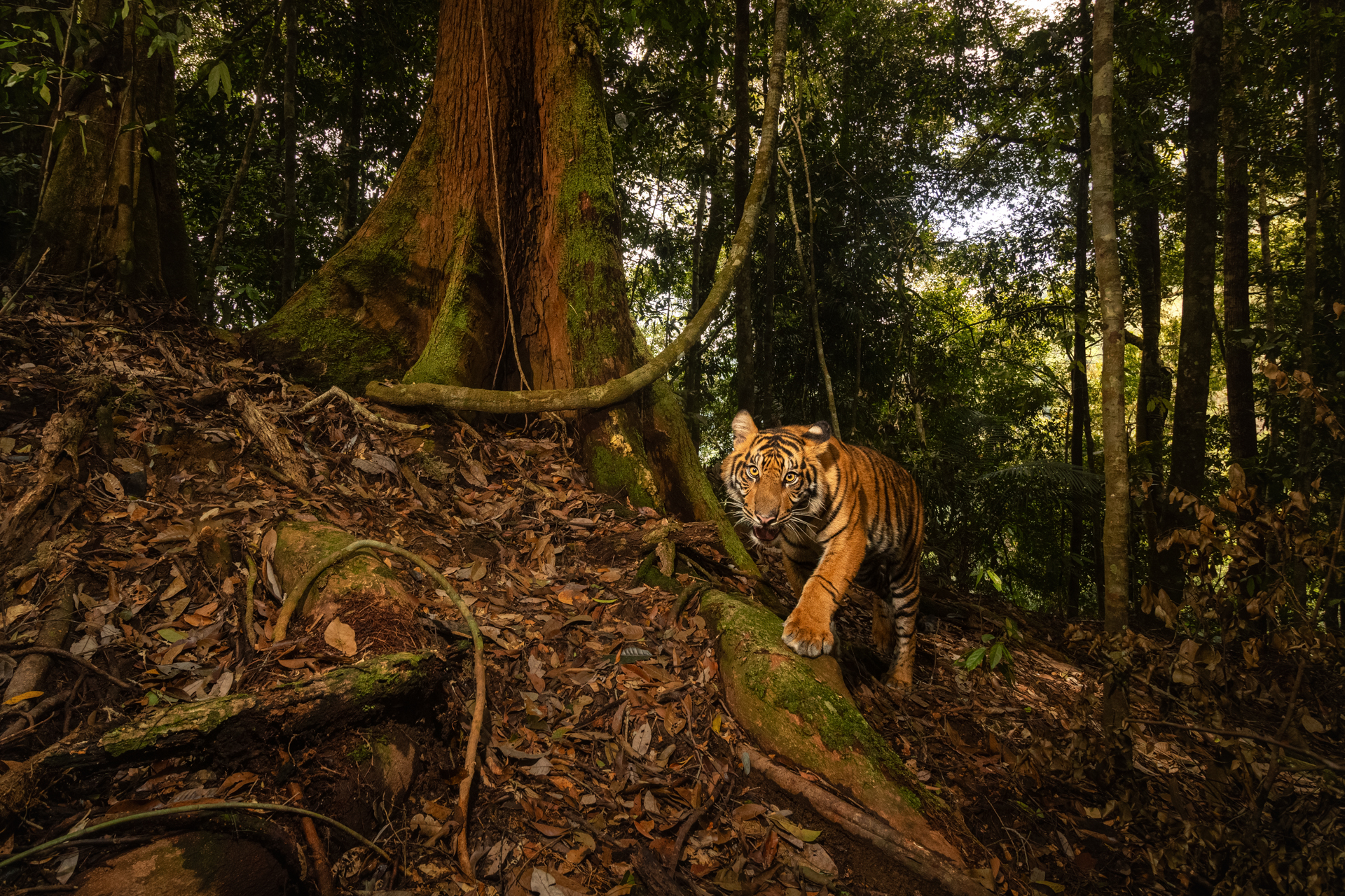 a tiger walking in the jungle