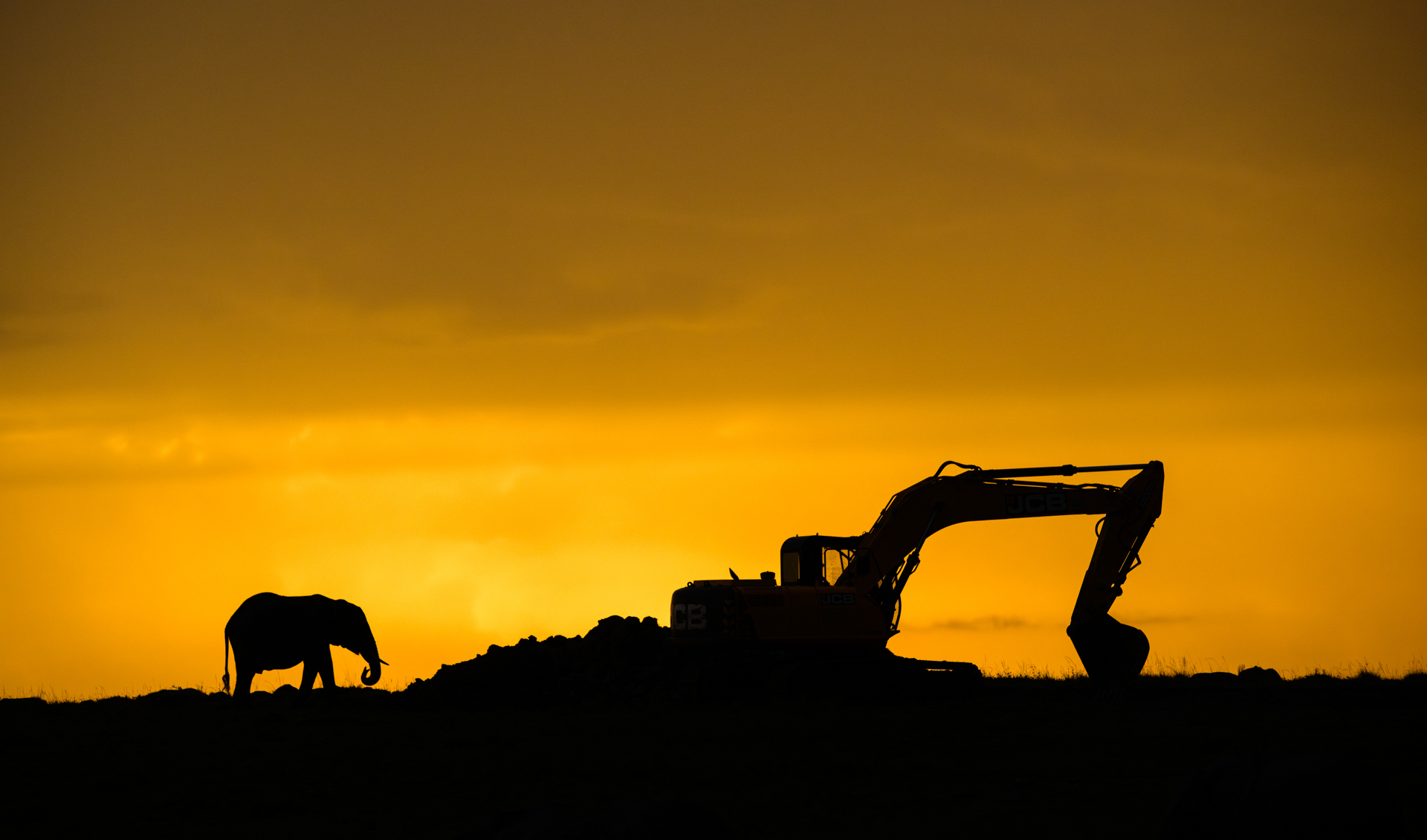 the silhouette of an elephant next to a construction digger