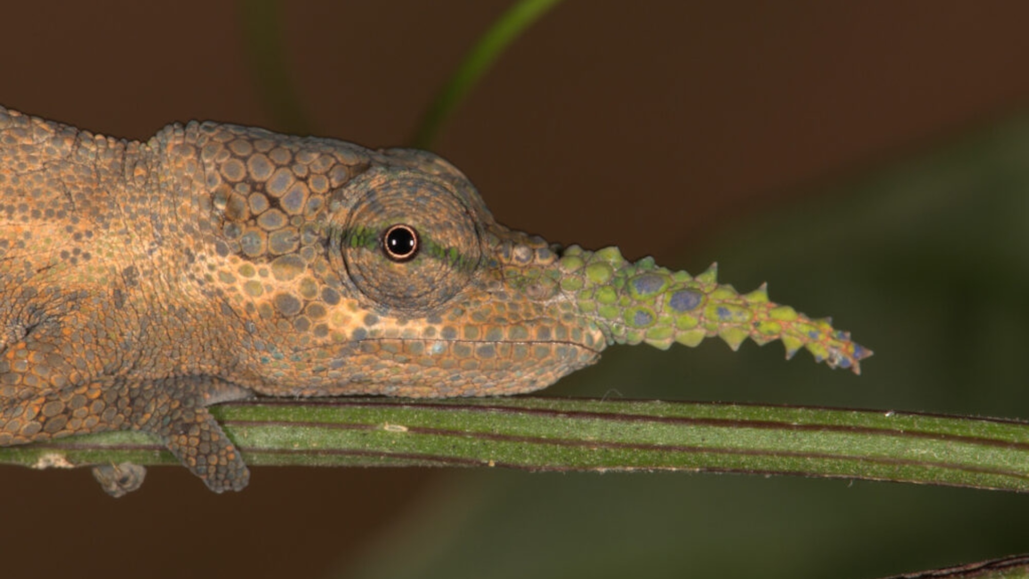 Close up of Calumma gallus chameleon. Males of Calumma gallus have a nasal appendage with distinct spines.