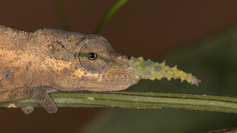 Close up of Calumma gallus chameleon. Males of Calumma gallus have a nasal appendage with distinct spines.