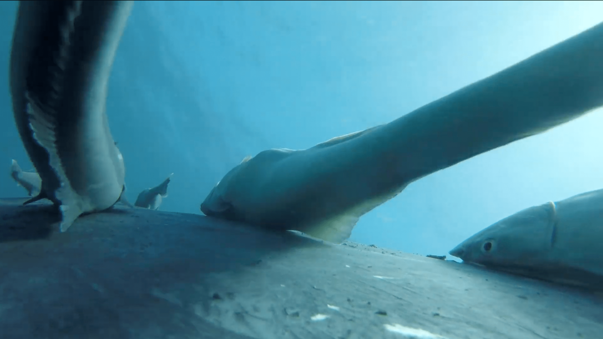 Video screenshot of remoras attached to humpback whale