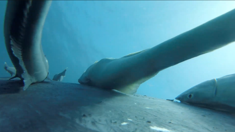 Video screenshot of remoras attached to humpback whale
