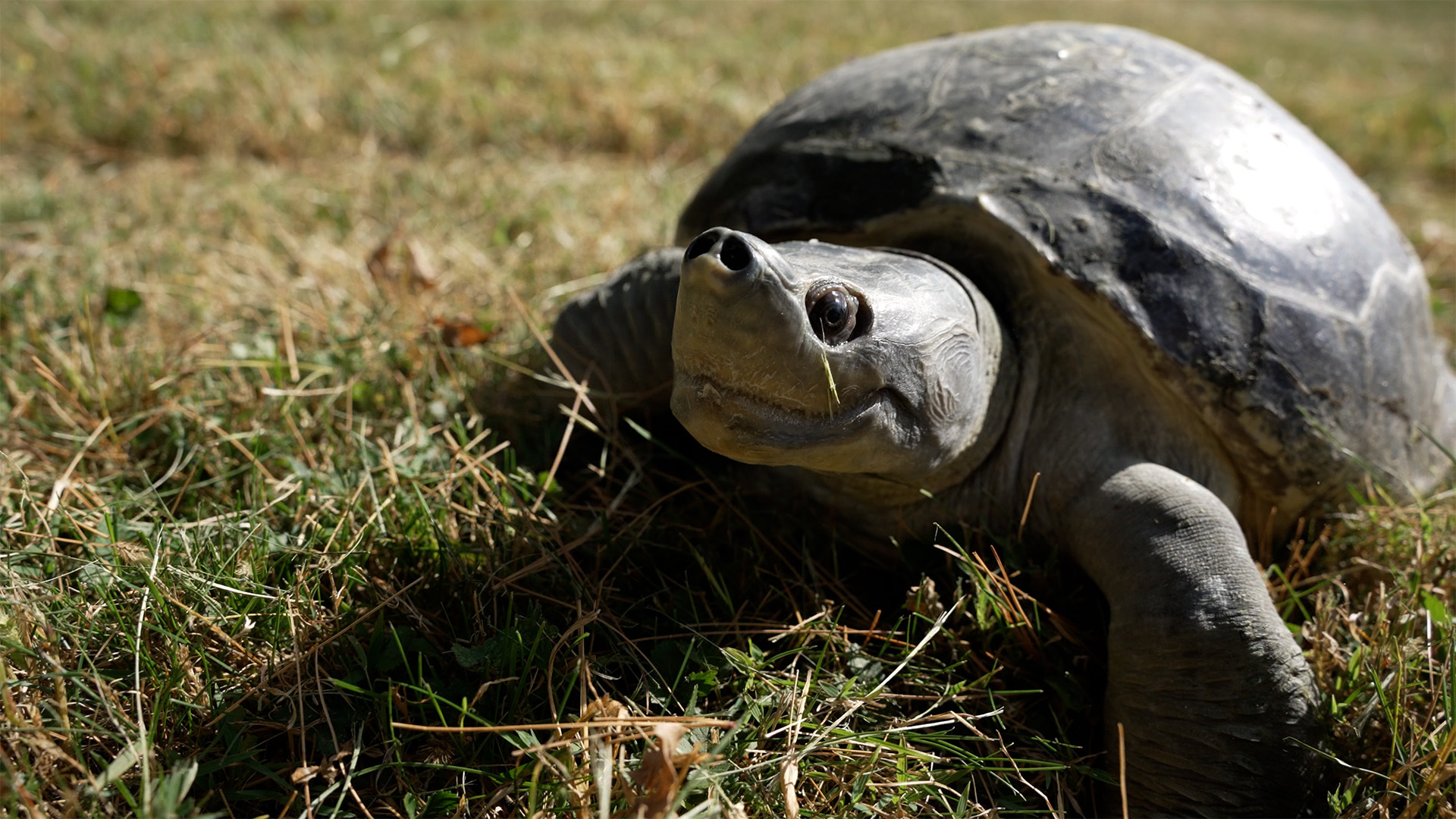 a turtle smiles at the camera while sitting in grass