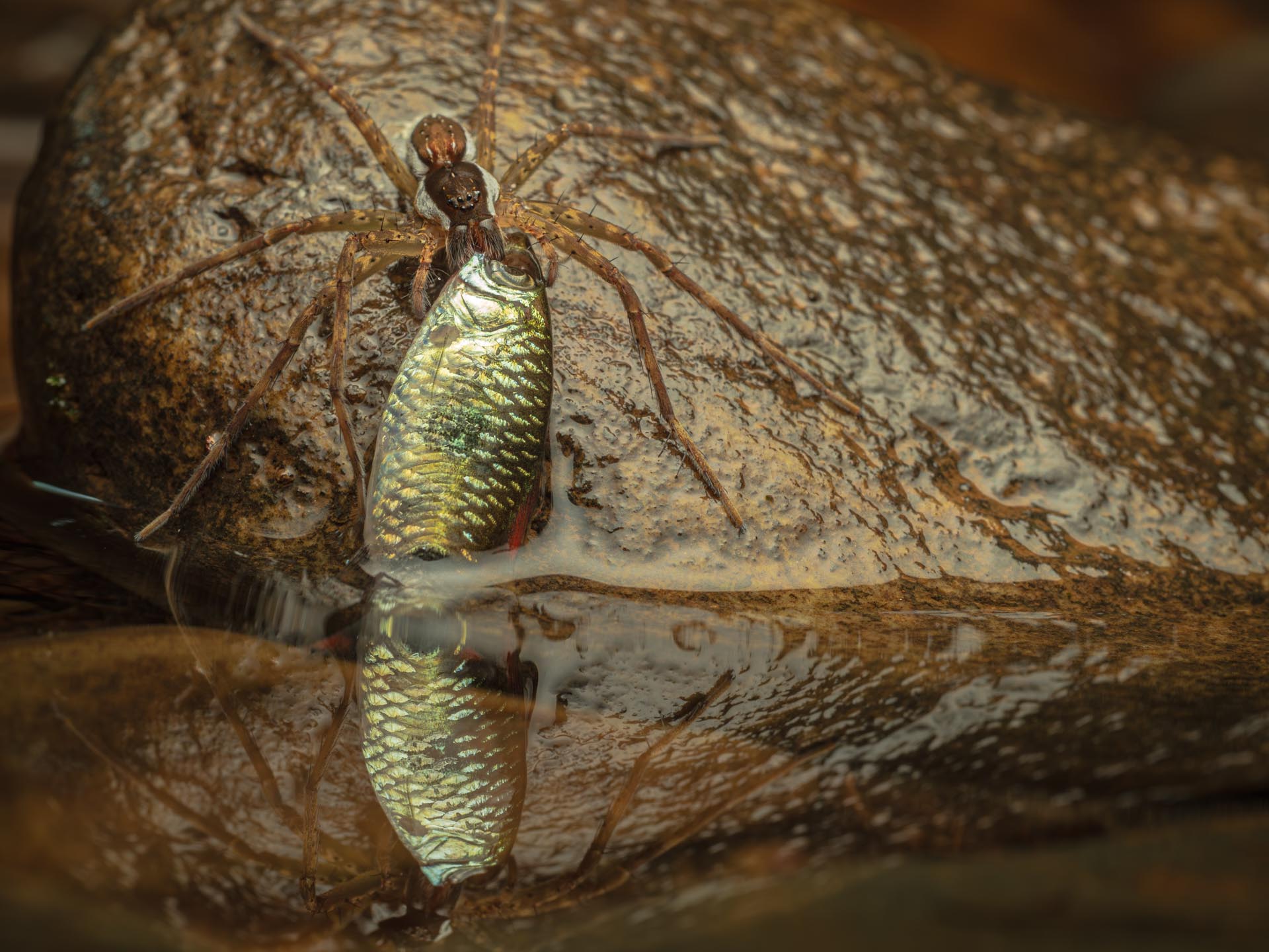 a spider pulling a fish from the water