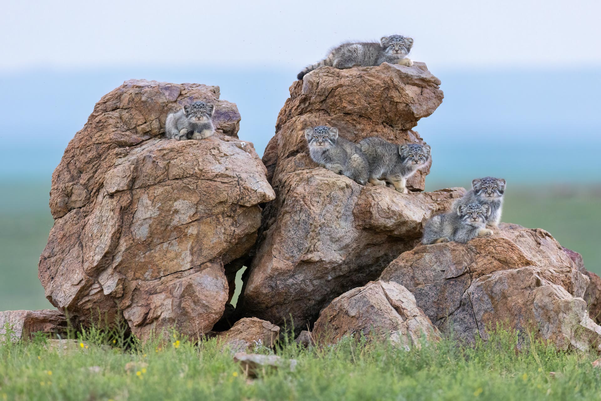 a group of pallas's cats on rocks