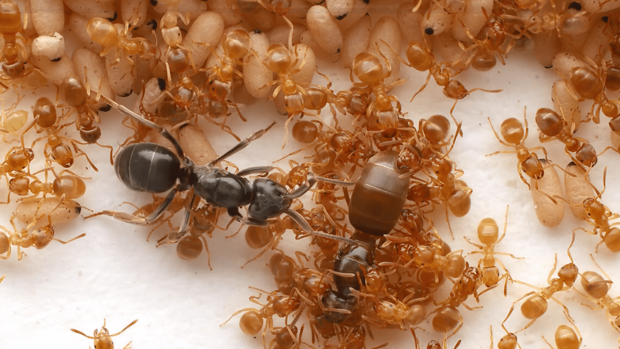 Parasite ant queen amid worker ants as they attack their own queen