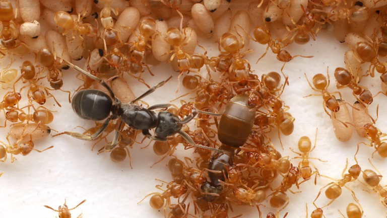 Parasite ant queen amid worker ants as they attack their own queen