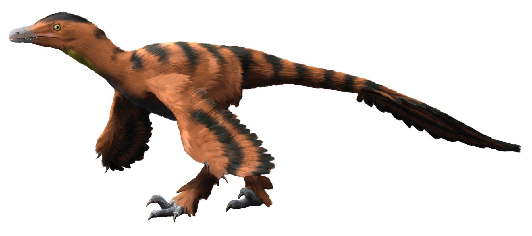 A full-body digital illustration of the feathered dinosaur Sinornithosaurus, shown in profile. The dinosaur has brown and black striped plumage, sharp claws, and a long tail, with its head and neck extended. It is rendered against a white background.