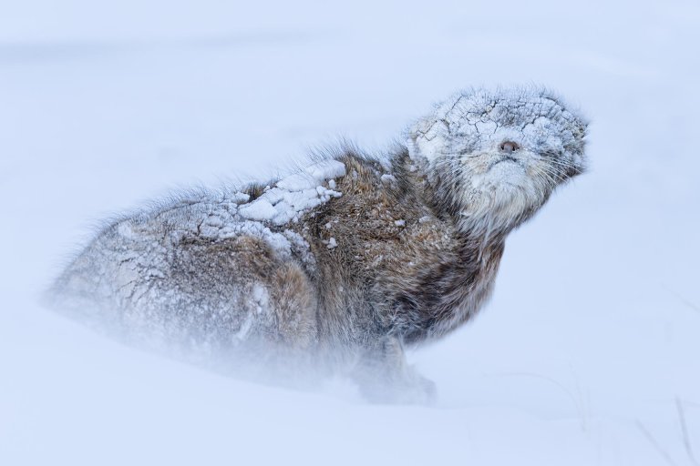 This photograph captures the resilience of a Pallas’s cat (Otocolobus manul) in the aftermath of a heavy snowstorm in eastern Mongolia, where temperatures plunged to -35°C with wind chill. Covered entirely in snow, including its eyes, this elusive feline relies on remarkable adaptations to thrive in such extreme conditions. With its eyes positioned high on its forehead and flat ears that enhance its camouflage, the Pallas’s cat can blend seamlessly into its environment, becoming indistinguishable from a snow-covered rock. This behavior, essential for avoiding predators, highlights its extraordinary survival strategies. For me, coming from Kuwait, where temperatures reach up to 53°C, photographing this moment was a test of endurance in unfamiliar, extreme cold. Shivering from the freezing wind, I was awestruck by the cat’s ability to navigate and remain undeterred despite the heavy snow. This image showcases not only the Pallas’s cat’s incredible adaptations but also the perseverance required to capture wildlife in some of the planet’s harshest environments.