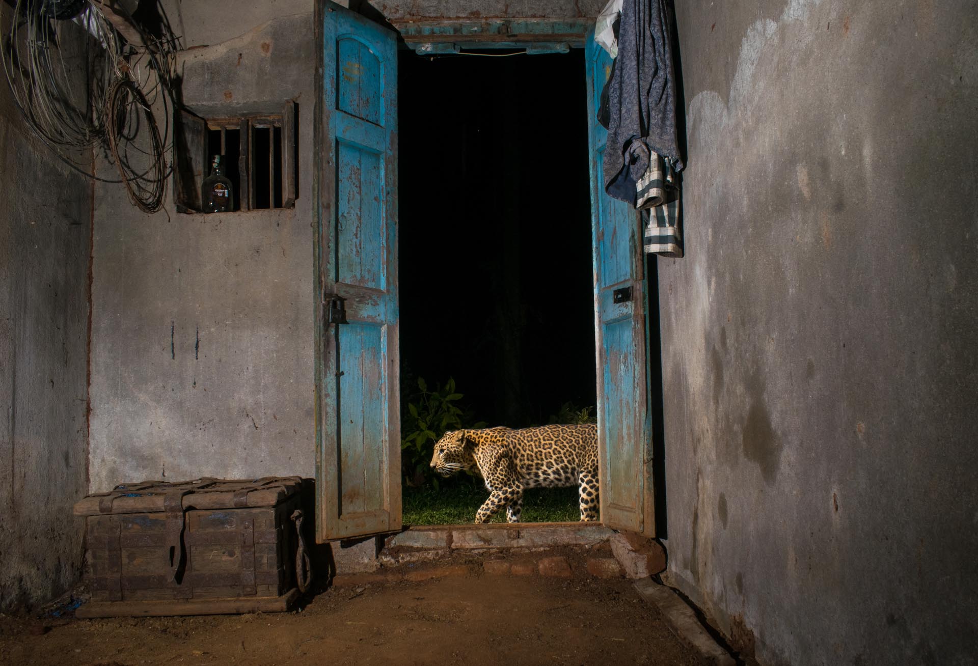 a leopard walks by an open doorway