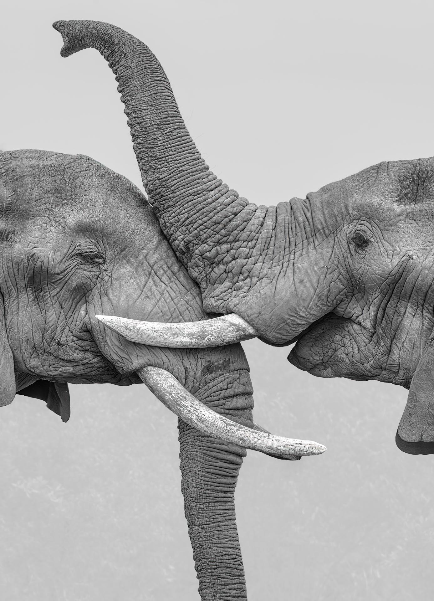 two elephants squish faces together