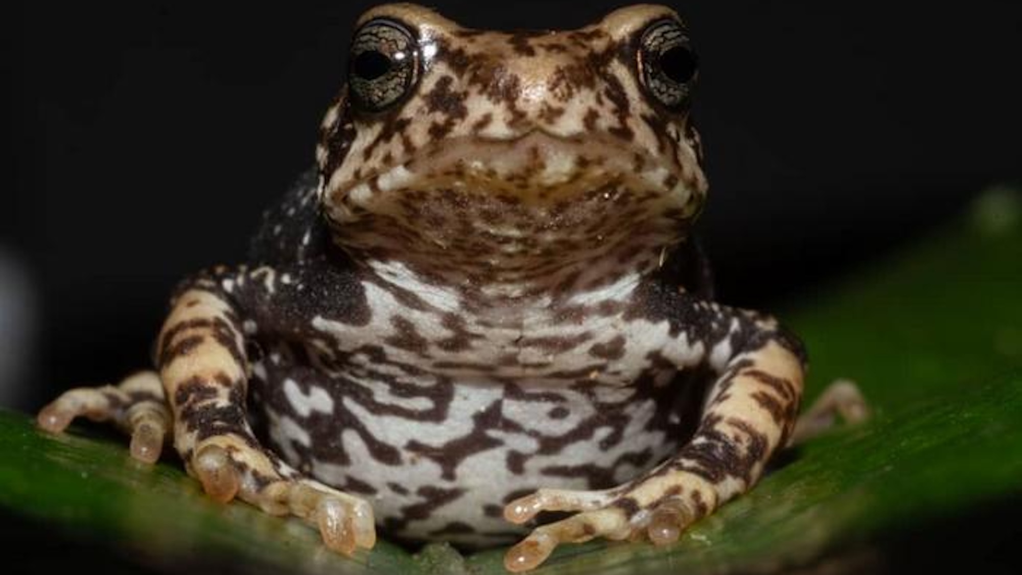 Close up of tree toad