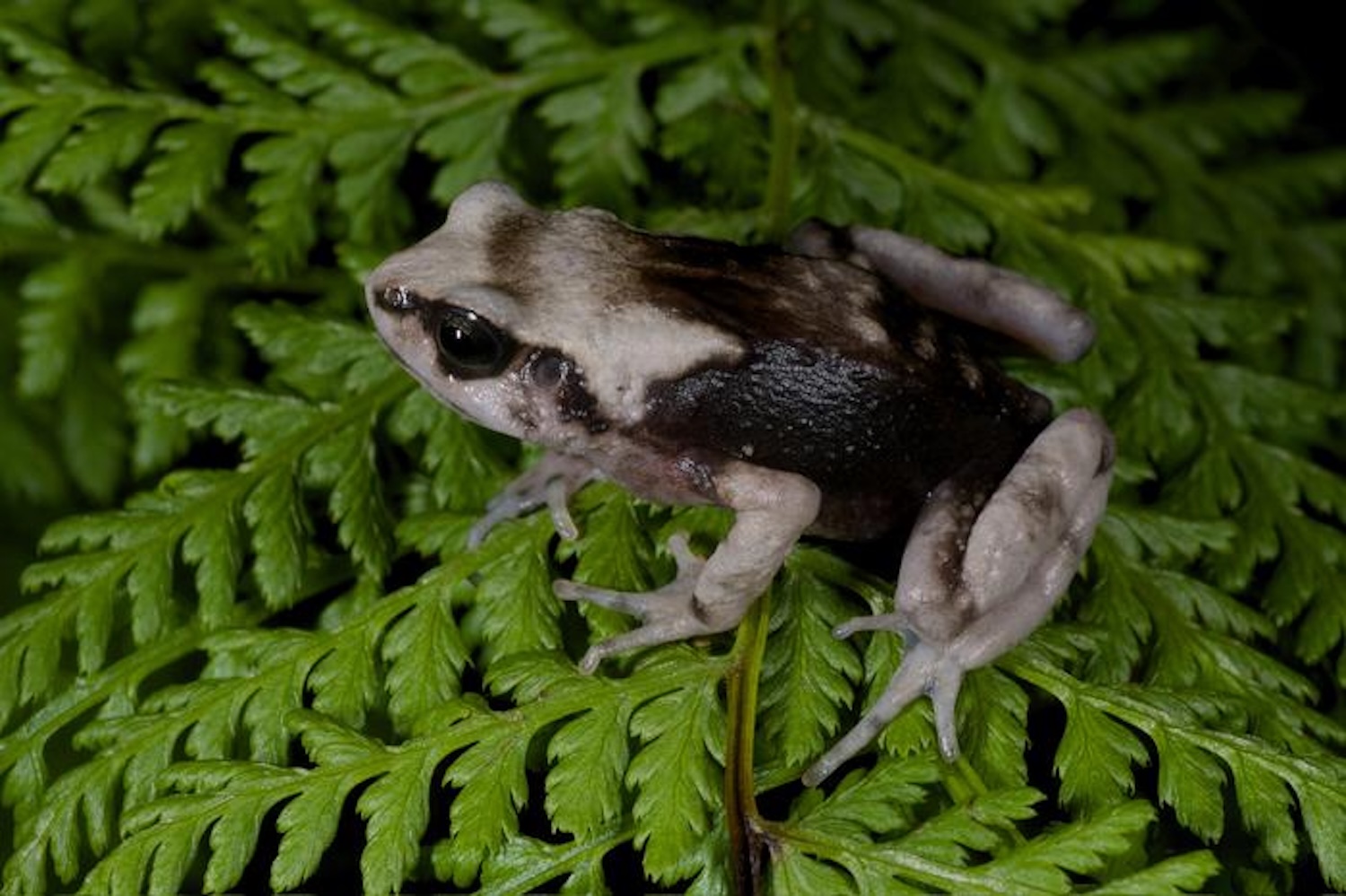 Small grey and white tree toad on fern