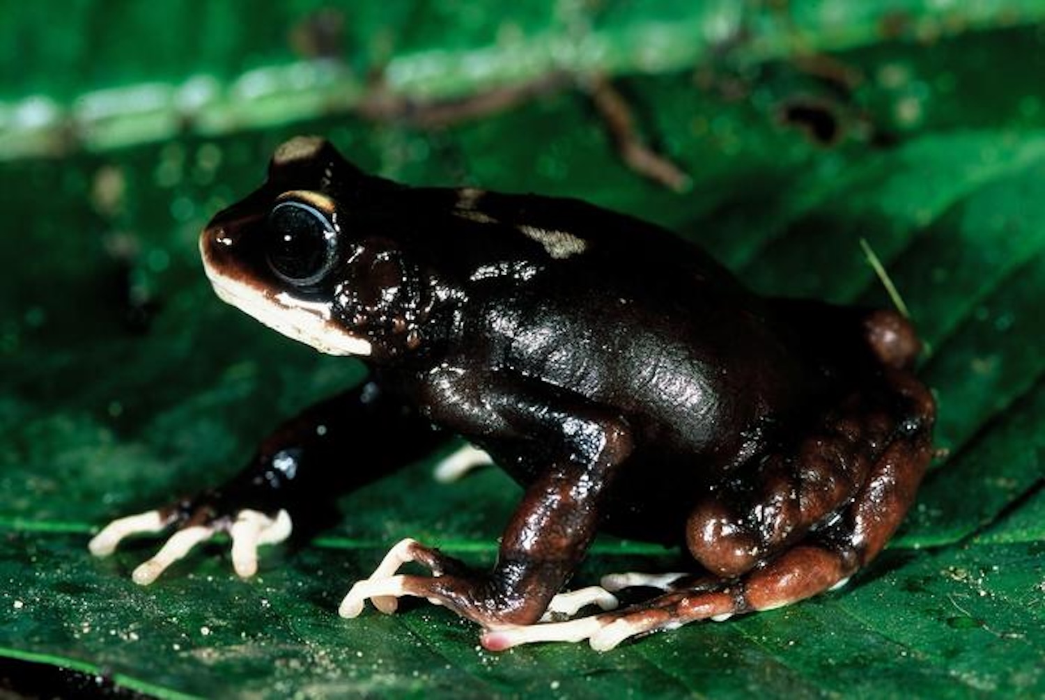 Black and white tree toad on leaf